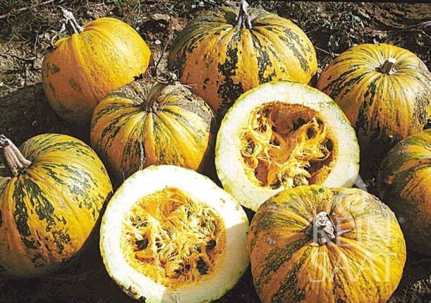 kue030-tekvica sa semienka retzer-gold-2_600